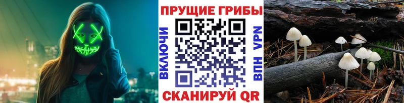Псилоцибиновые грибы Psilocybe Гаджиево